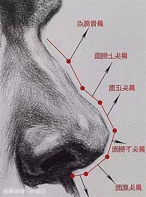 鼻子 怎麼畫